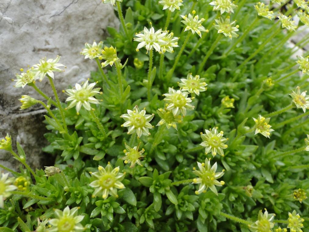 Saxifraga sedoides / Sassifraga setolosa